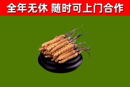 镇江市回收冬虫夏草